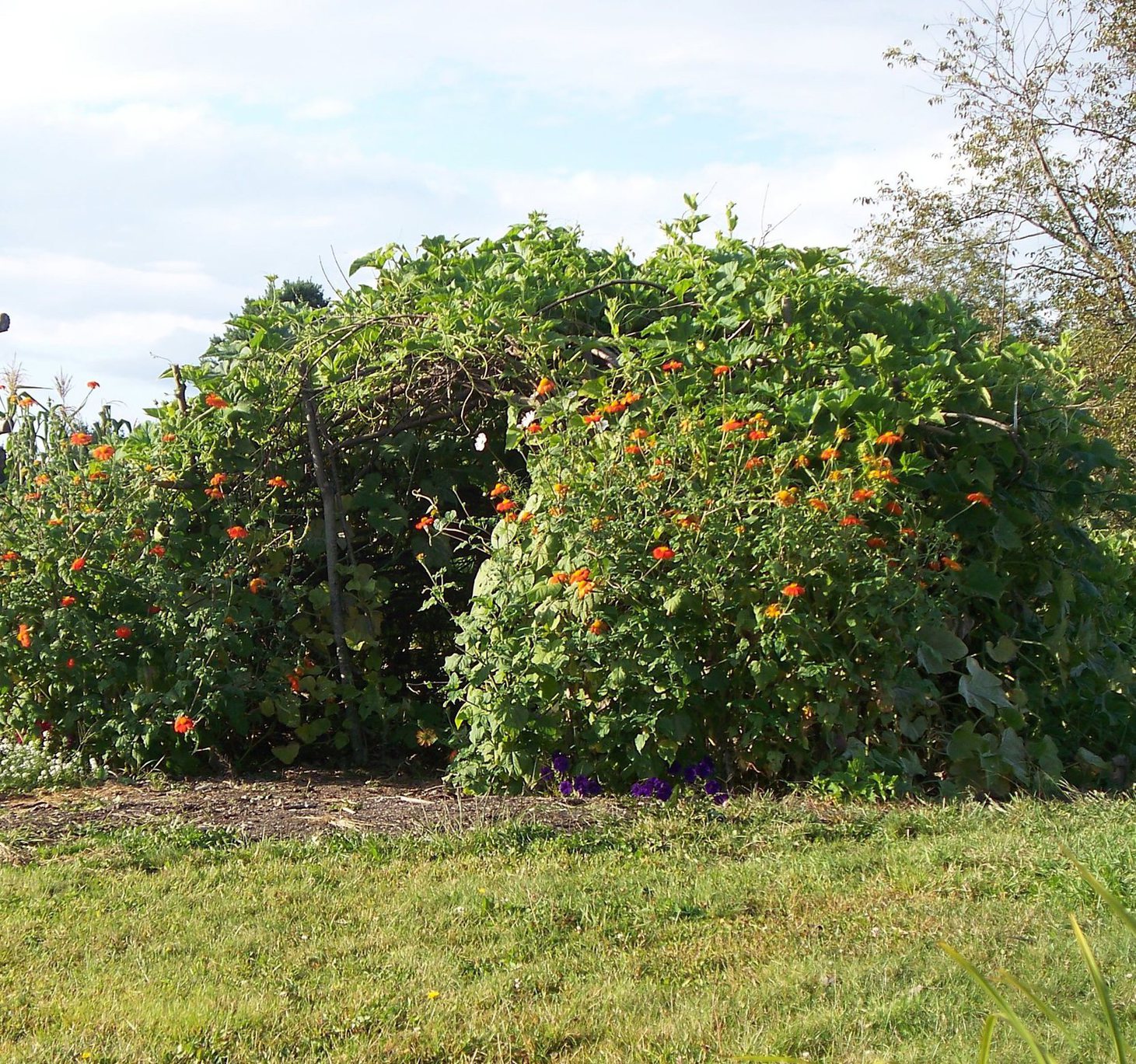 Circular woven structure covered in edible vines