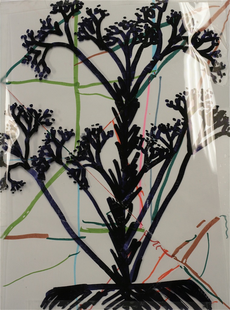 This is a plant drawing done with black marker on clear paper.
