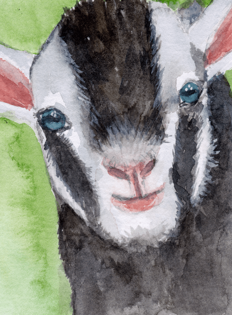 watercolor of goat kid bklack and white face with blue eyes on green background