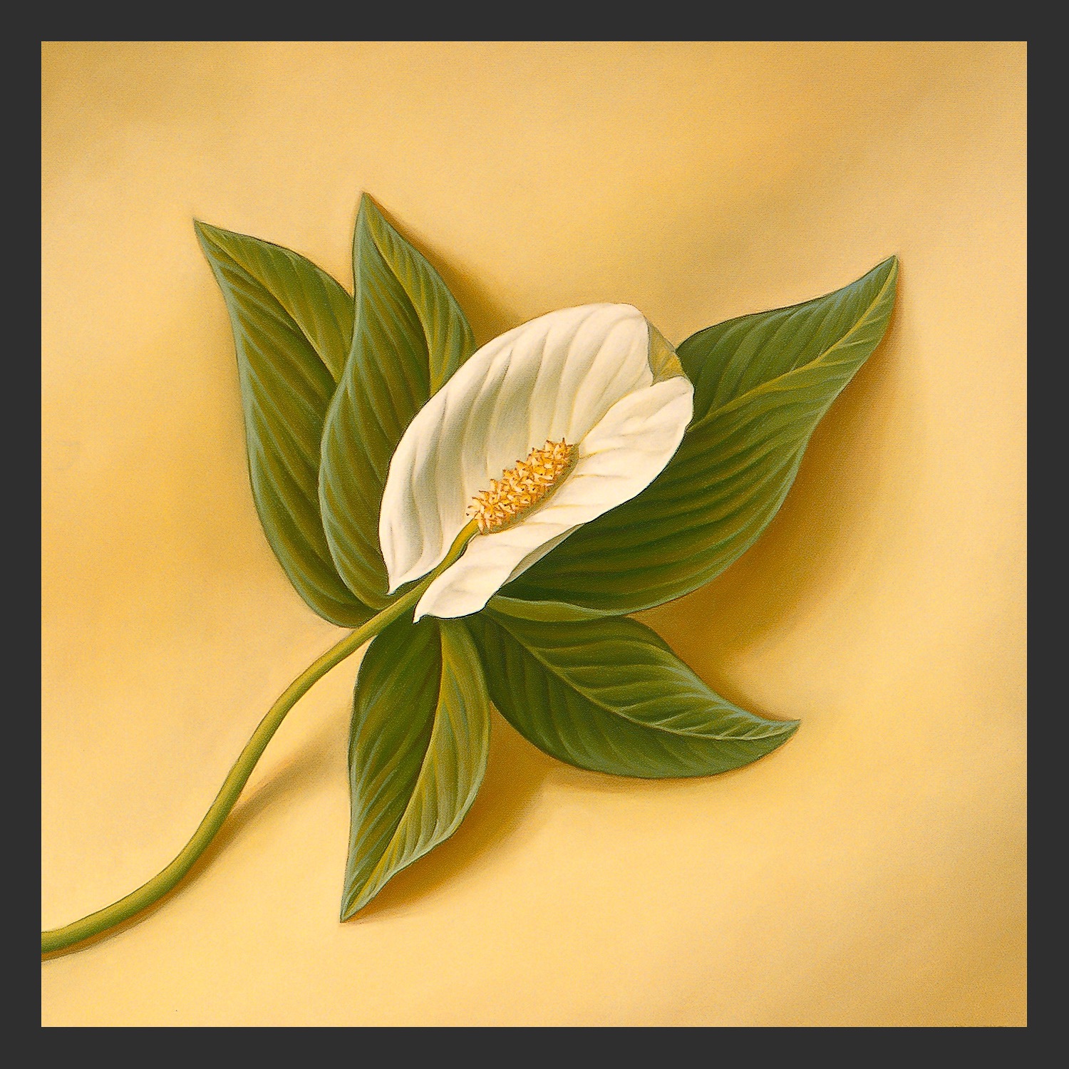 Peace Lily, acrylic on canvas realistic flower illustration for a bath product packaging project, by George Middleton