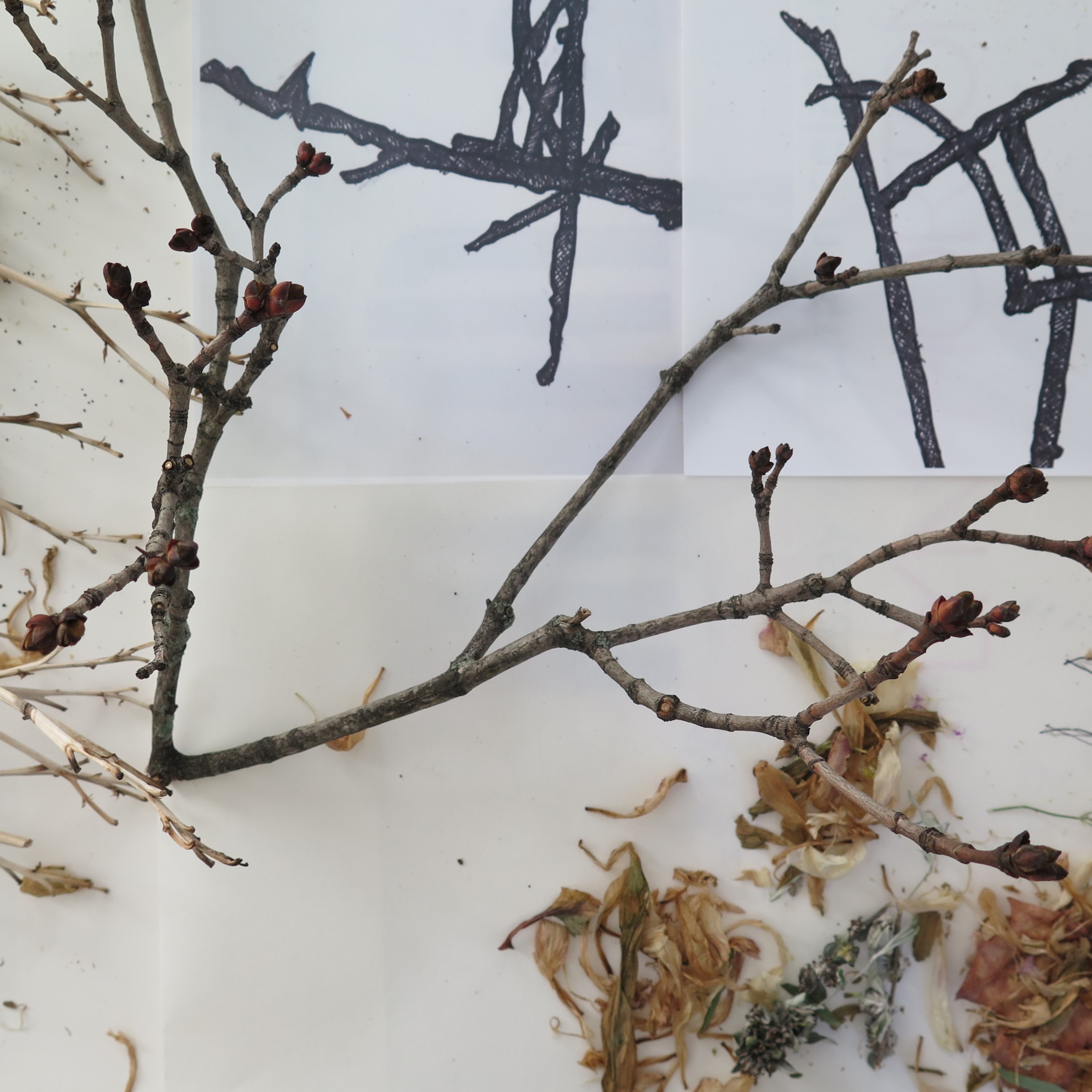 Drawing with Nature 35, 2022: a color photograph of a small maple tree branch and dried flower petals and leaves on top of prints of drawn branches.