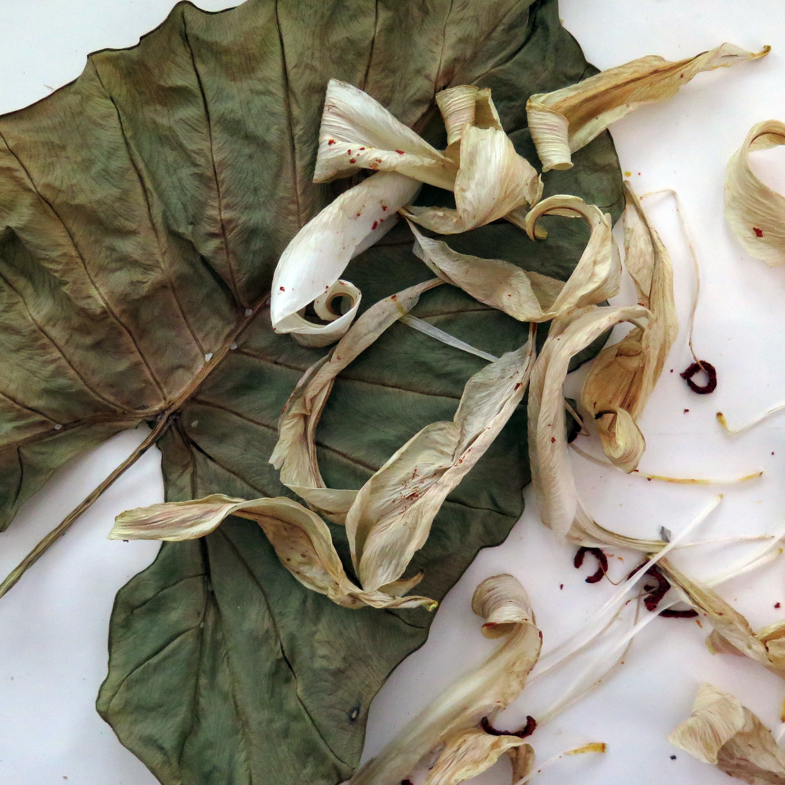 Leaves and Flowers 1,  2023: color photograph of a large drying Acacia leaf and fallen lily petals.