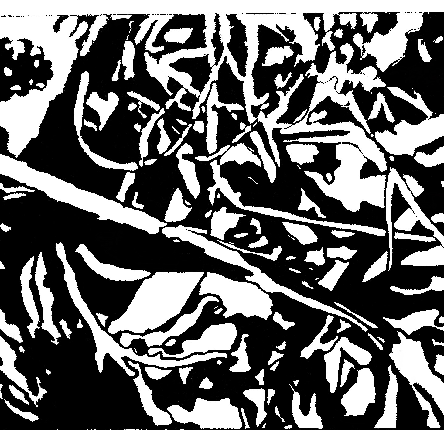 Liberated Forms 6, 2024: from a series where a color image of natural forms are reduced to black and white.