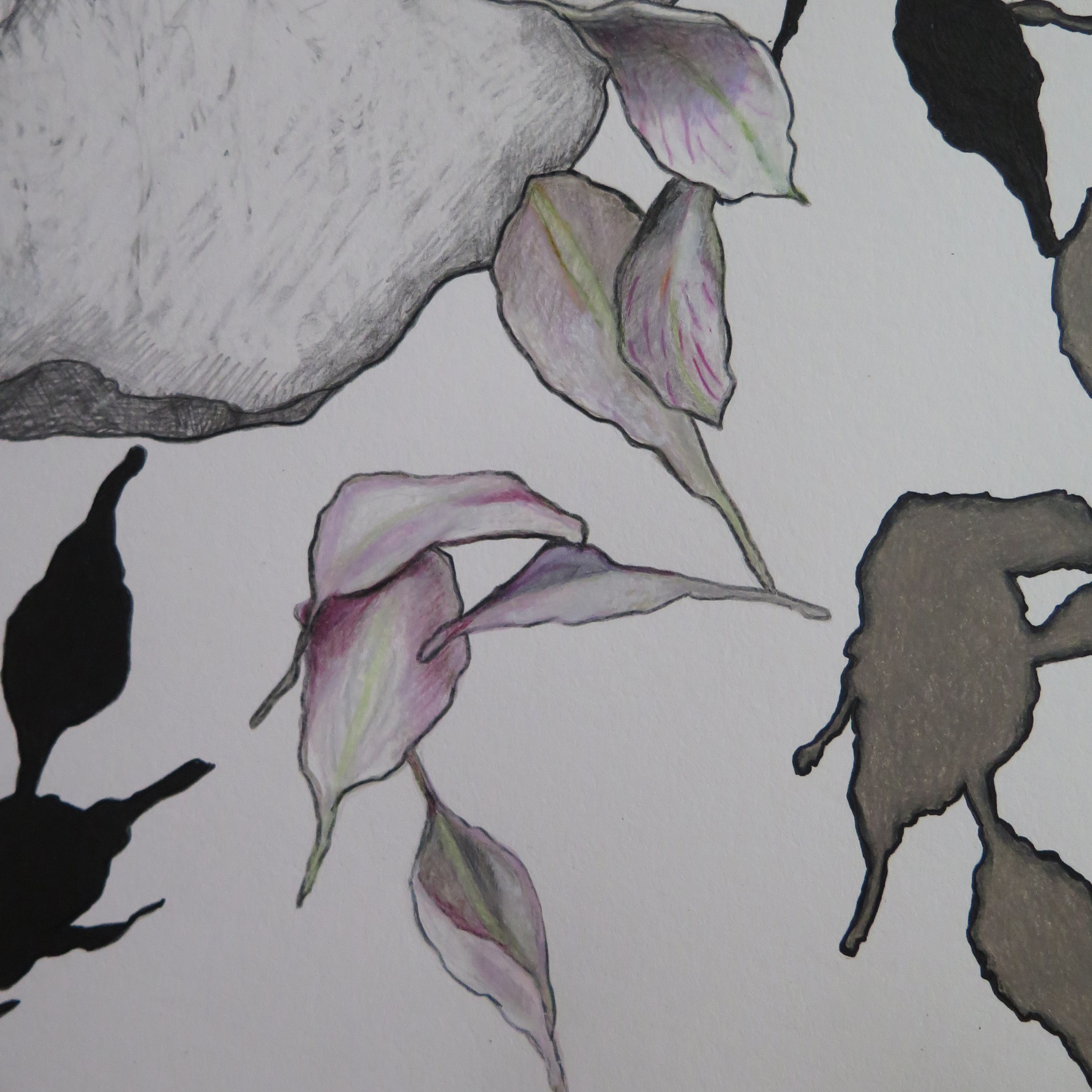 Detail from Repeated Forms 4, 2024: a color detail of a drawing ofwhite freesia petals derived from the photograph printed on the same page.