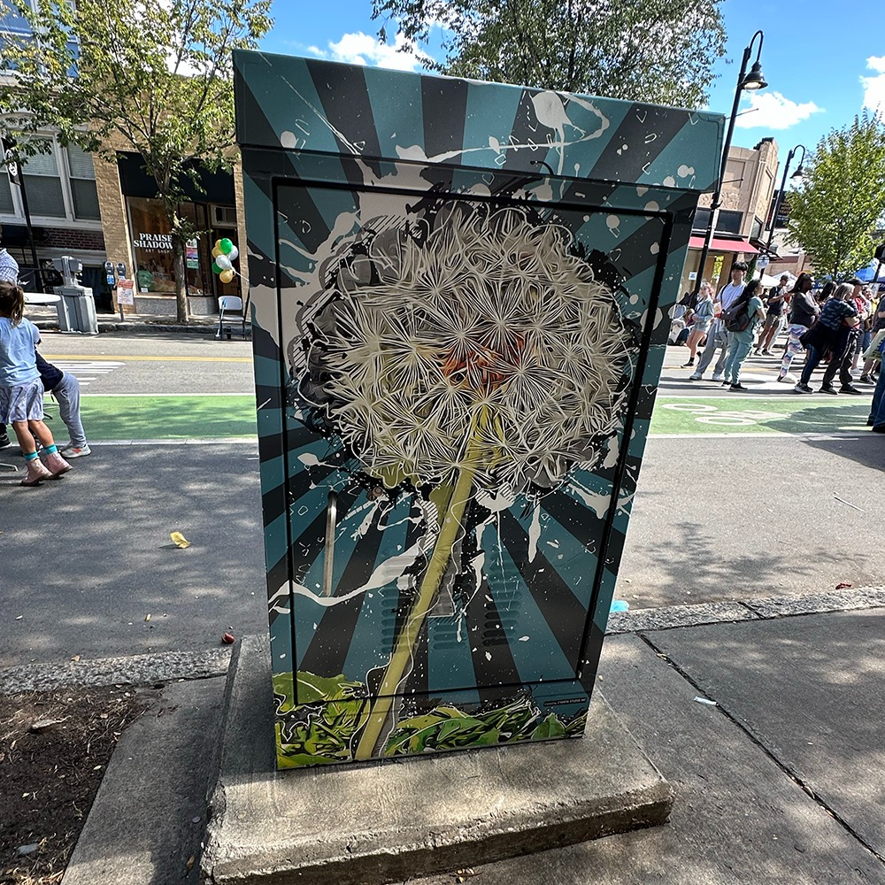 dandelion on electrical box.