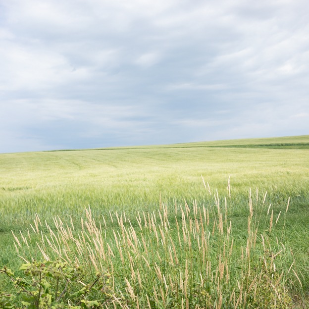 Landscape with grass and green fields