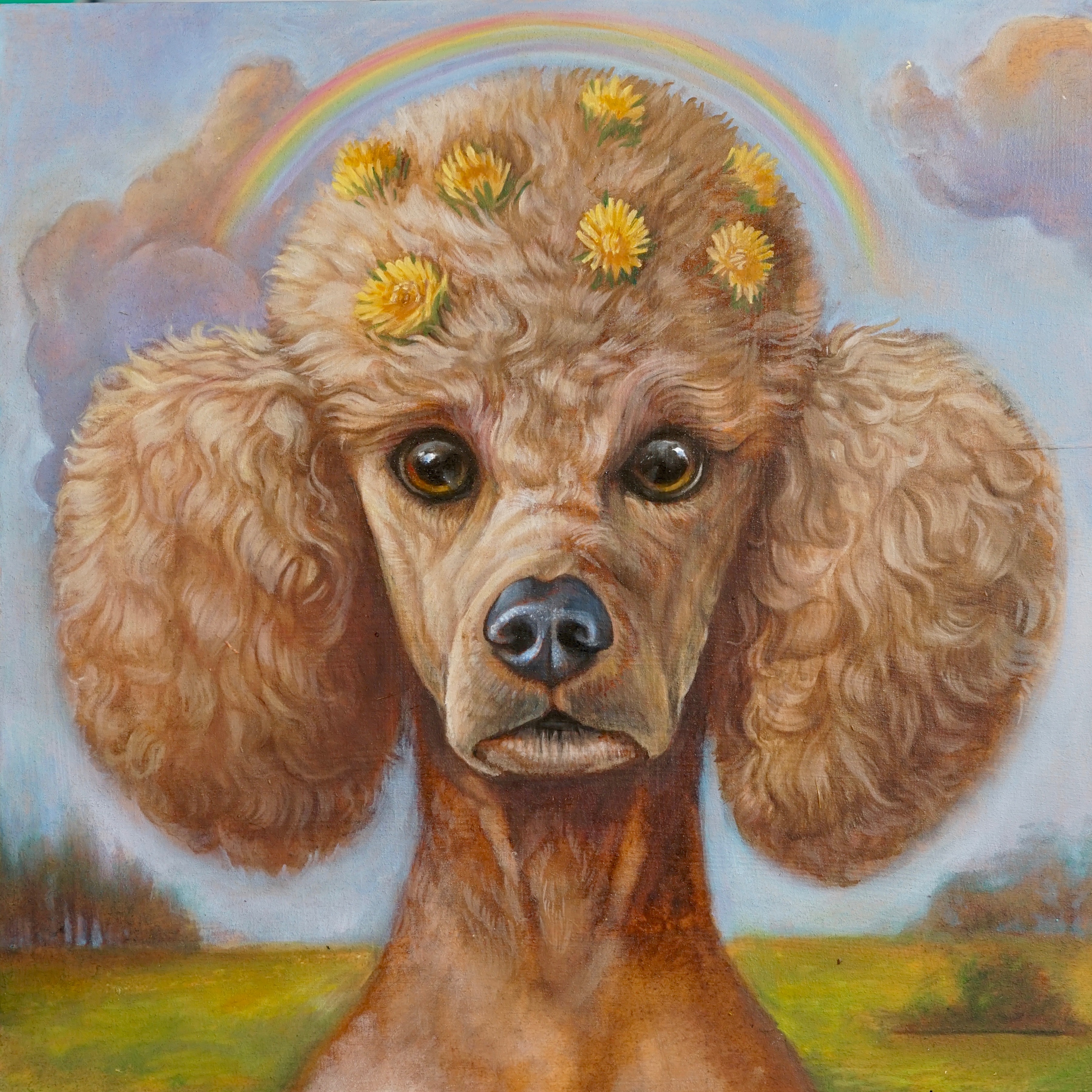 A poodle, yellow dandelions in her fro, looks on in rapt attention in an open field while a rainbow arcs over her head and full curly ears.