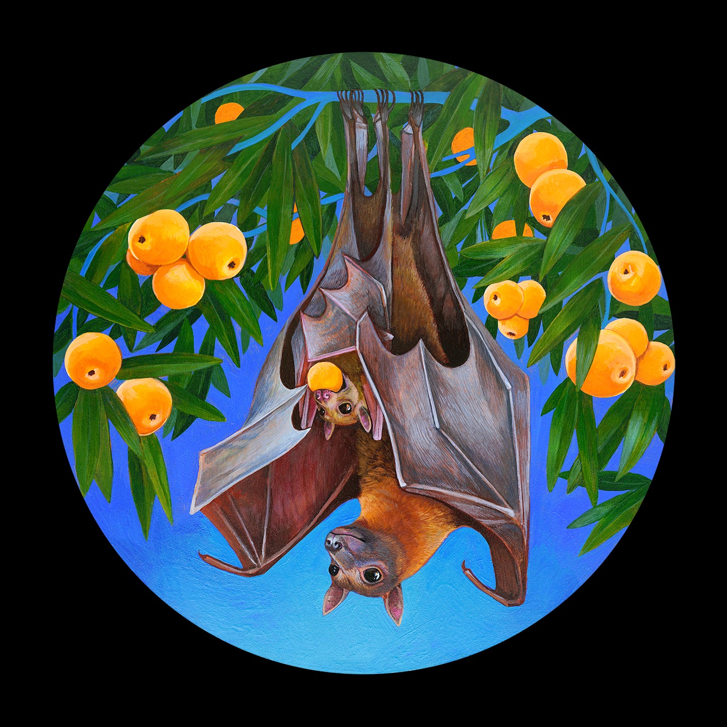 A mother fruit bat encloses her pup in her wings and looks on peacefully as they consume a ripe fruit from the citrus-laden branches they hang from. 