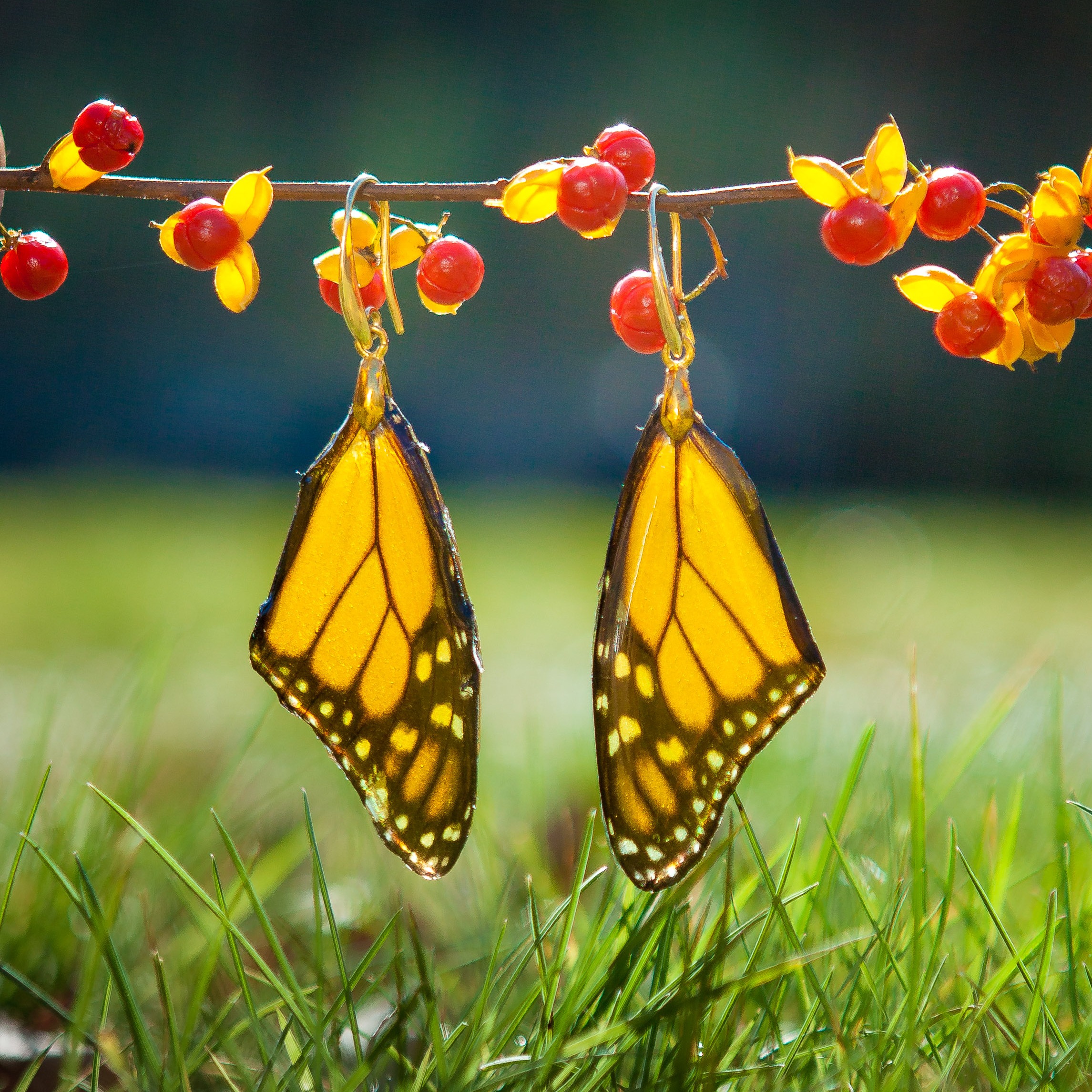 Monarch upper wings preserved in resin and transformed into earrings