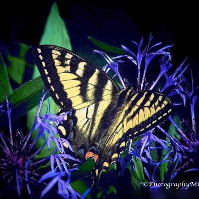 Swallowtail