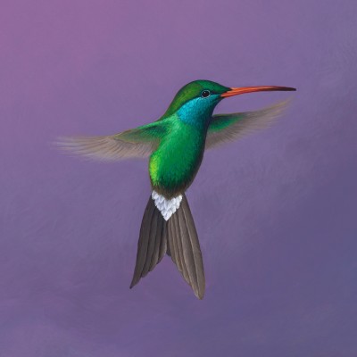 Colibri
