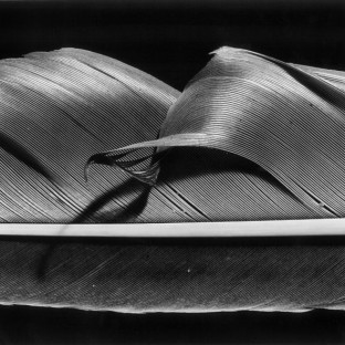 Peter Dreyer