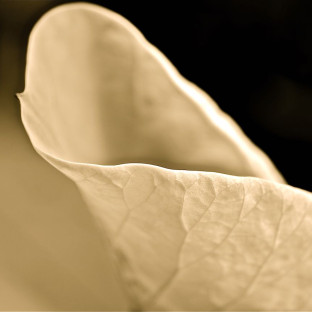 Alex Smith Michaels Photography